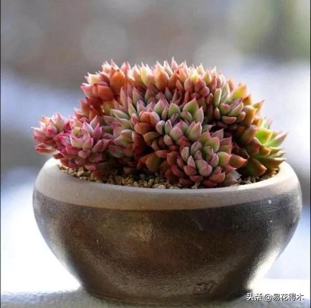 The method of planting the meat plant