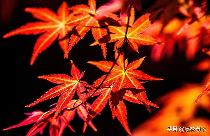 The method of planting the meat plant