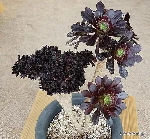 The method of planting the meat plant