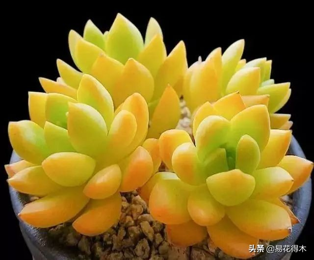 The method of planting the meat plant