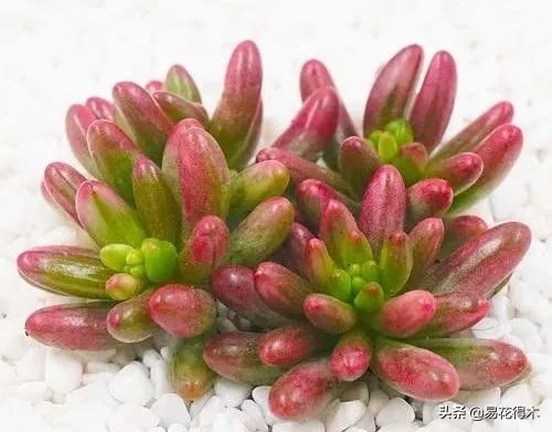 The method of planting the meat plant