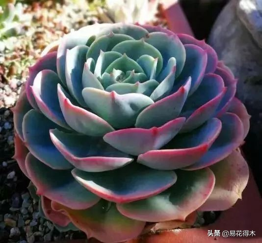 The method of planting the meat plant