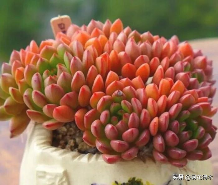 The method of planting the meat plant