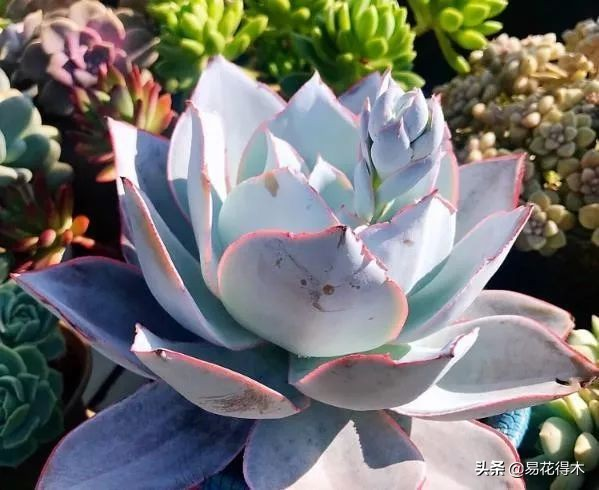 The method of planting the meat plant