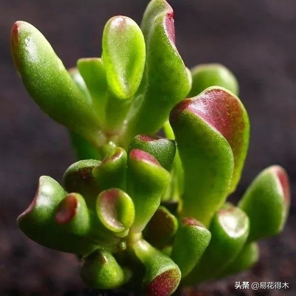 The method of planting the meat plant