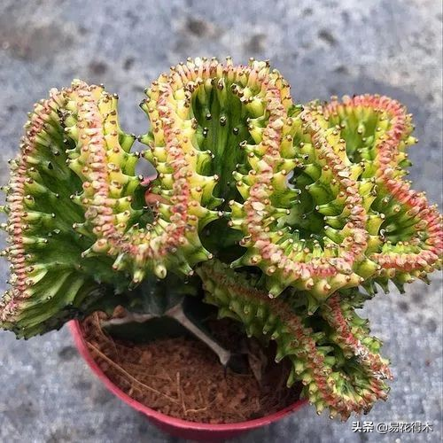 The method of planting the meat plant