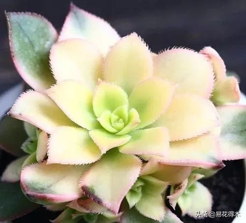 The method of planting the meat plant