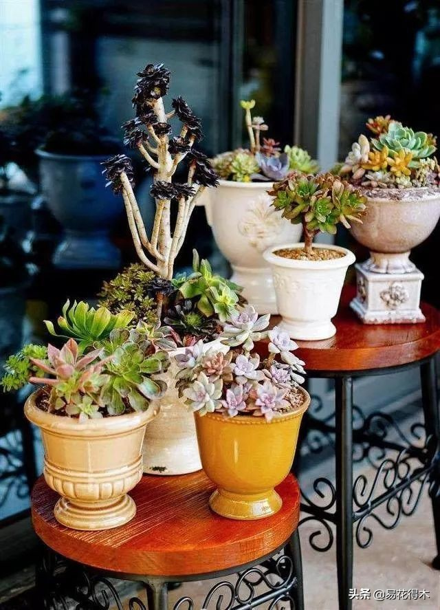 The method of planting the meat plant