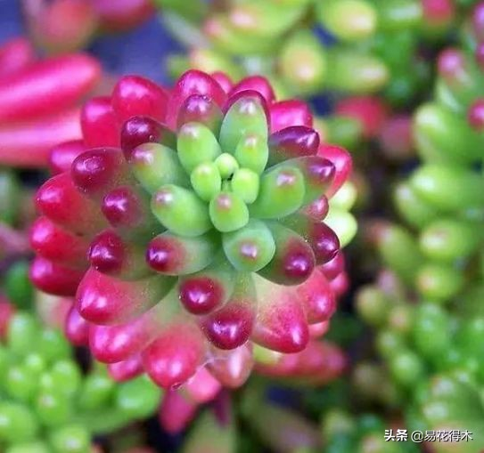 The method of planting the meat plant