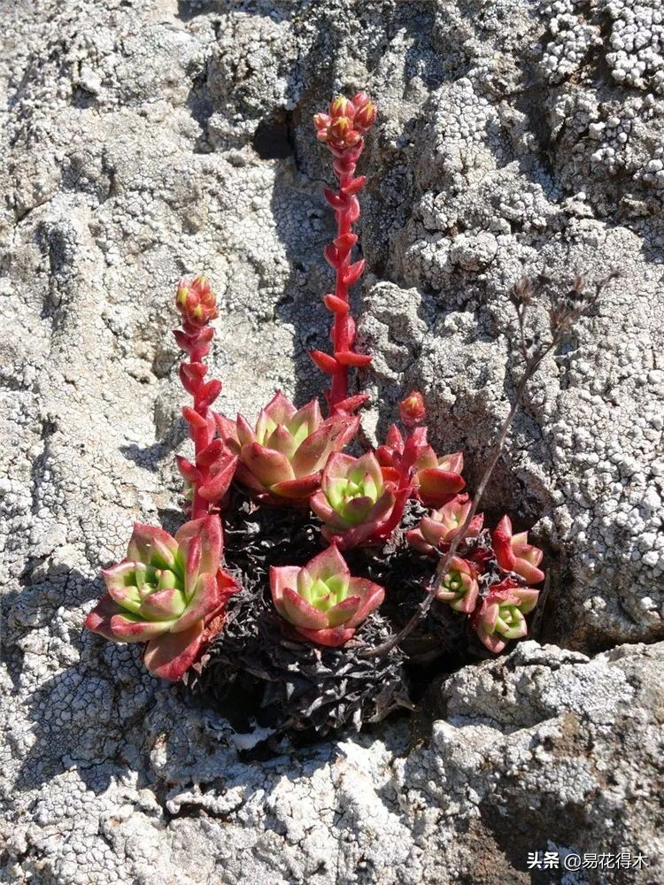 The method of planting the meat plant