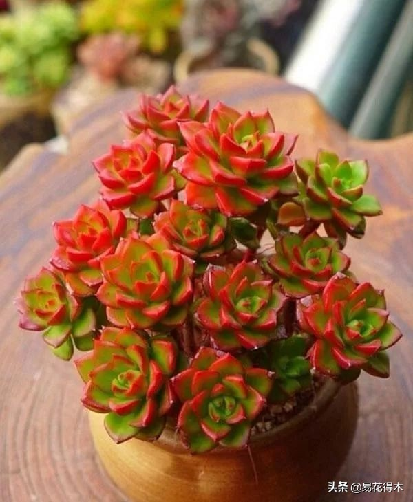 The method of planting the meat plant