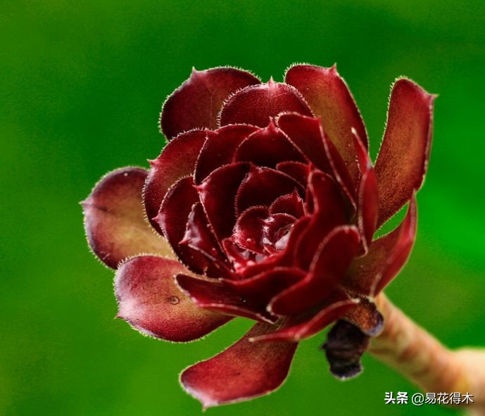 The method of planting the meat plant