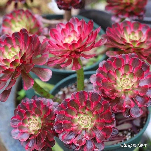 The method of planting the meat plant