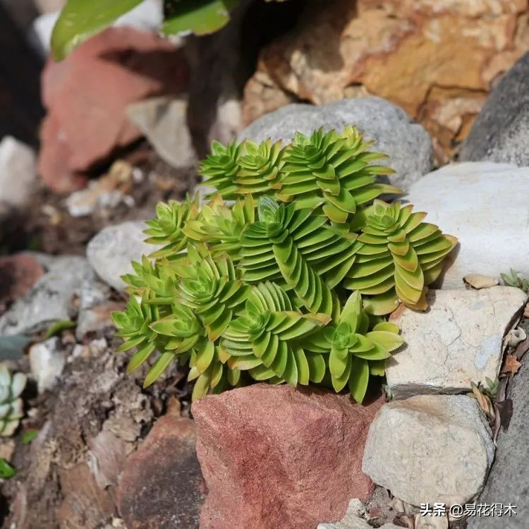 The method of planting the meat plant