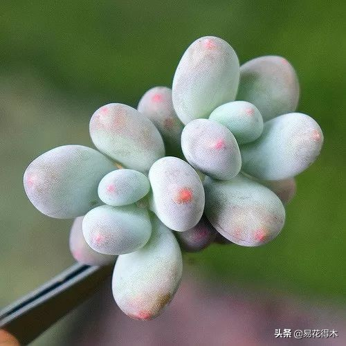 The method of planting the meat plant