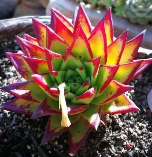 The method of planting the meat plant