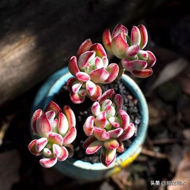 The method of planting the meat plant