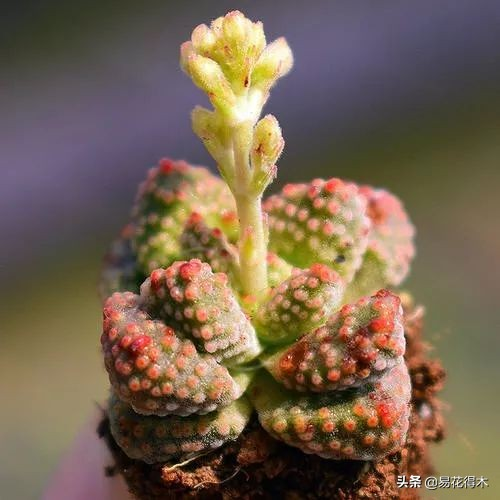 The method of planting the meat plant