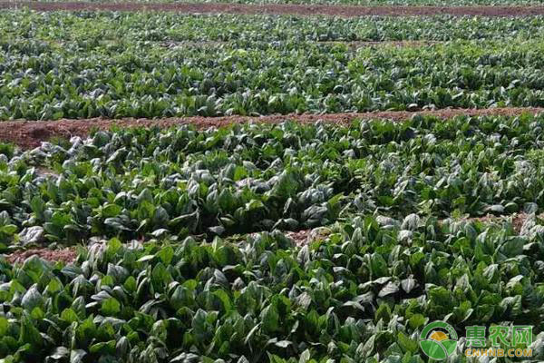 菠菜种子怎么种植方法