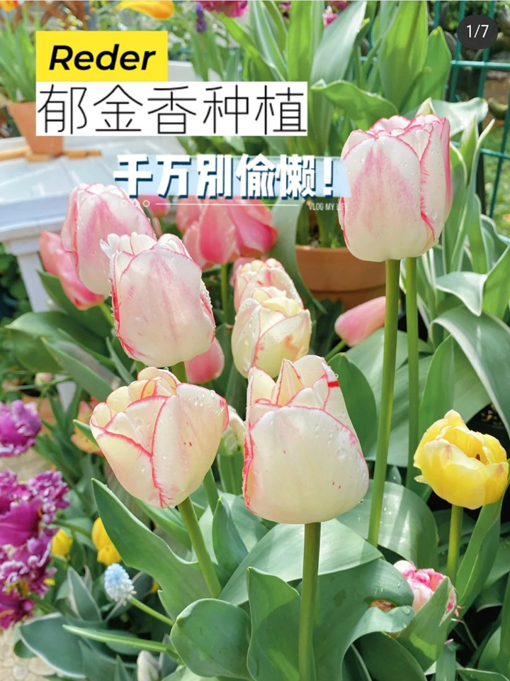 Tulip cultivation methods and techniques