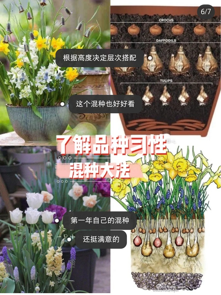 Tulip cultivation methods and techniques