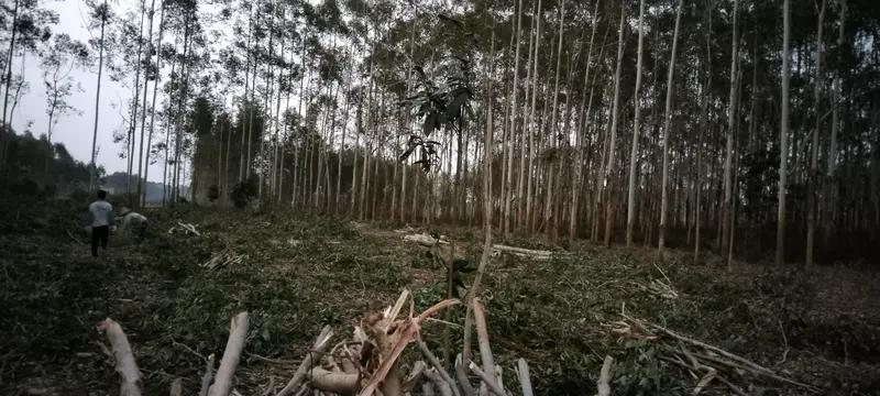 速生桉树种植技术