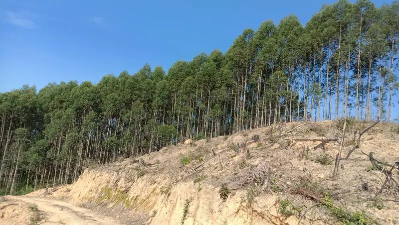 速生桉树种植技术