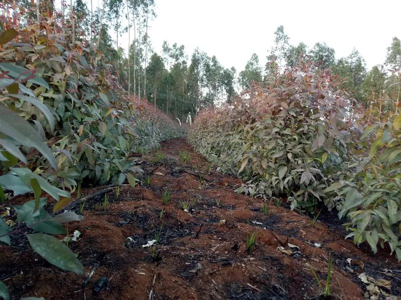 速生桉树种植技术