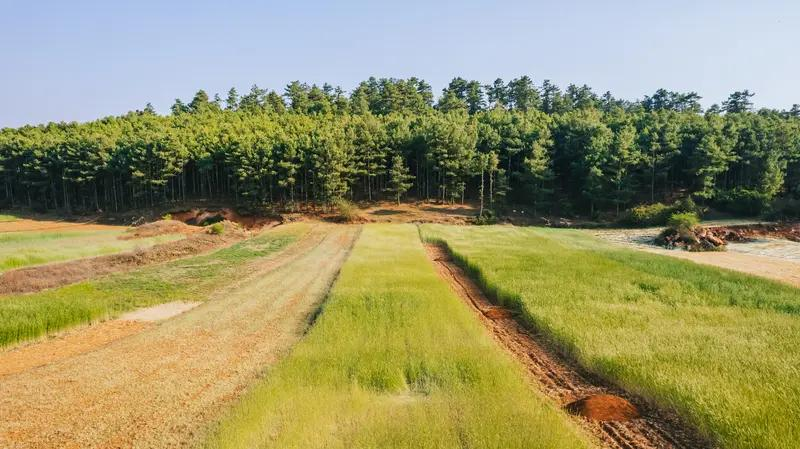 速生桉树种植技术