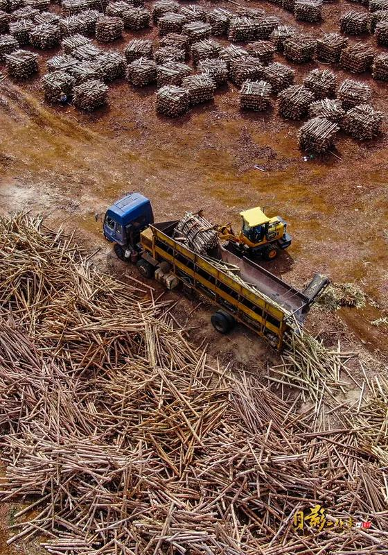 速生桉树种植技术