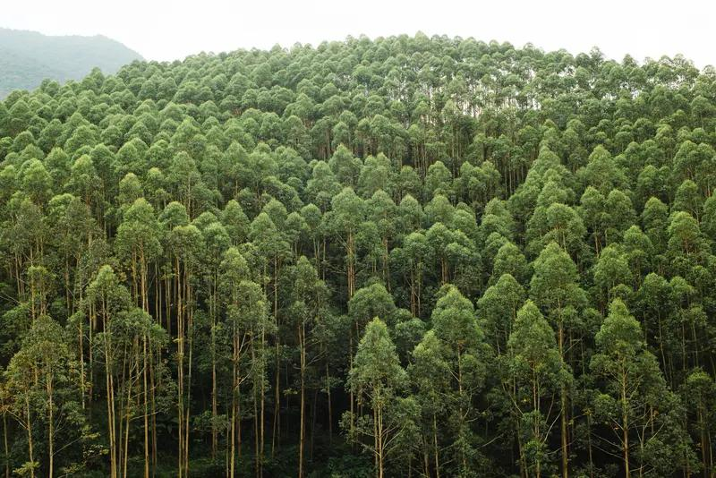 速生桉树种植技术