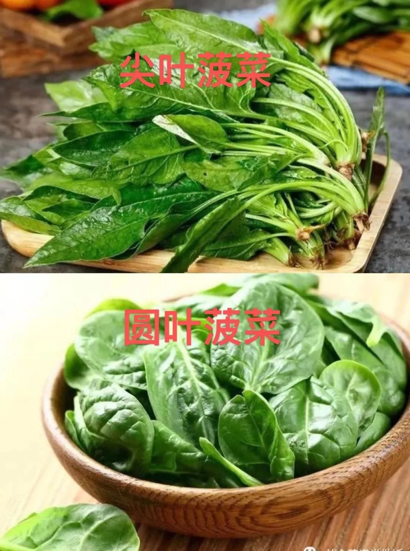 How to grow spinach seeds