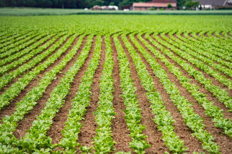 How to grow spinach seeds