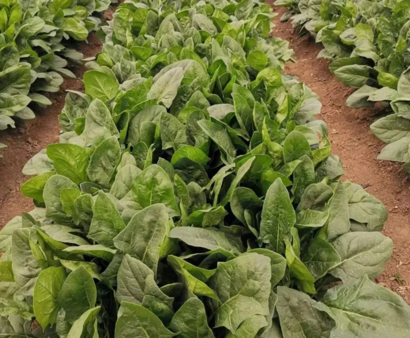 How to grow spinach seeds