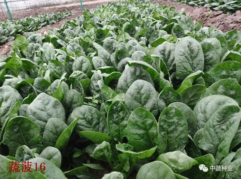 How to grow spinach seeds