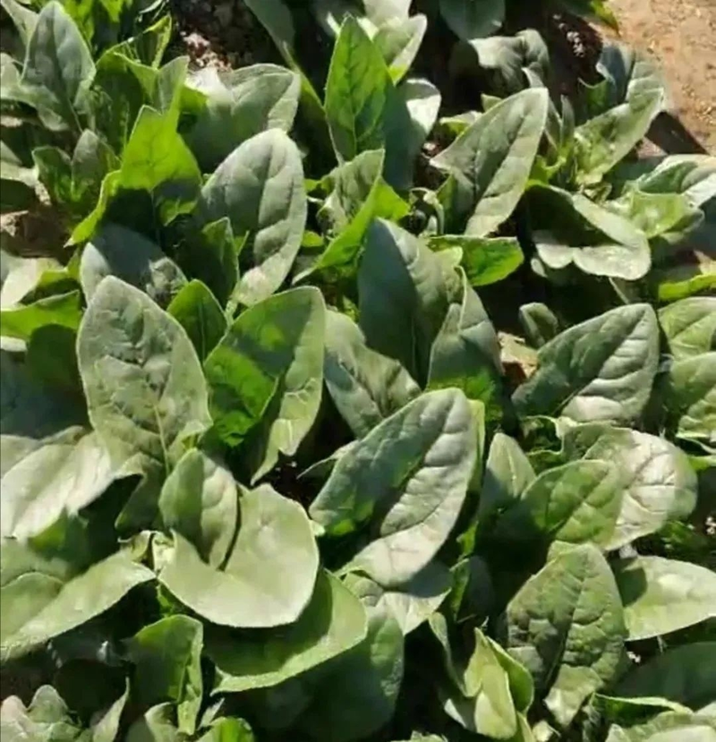 How to grow spinach seeds