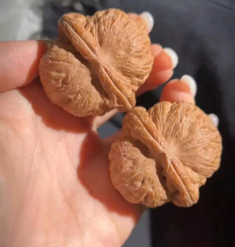 Walnuts play the game
