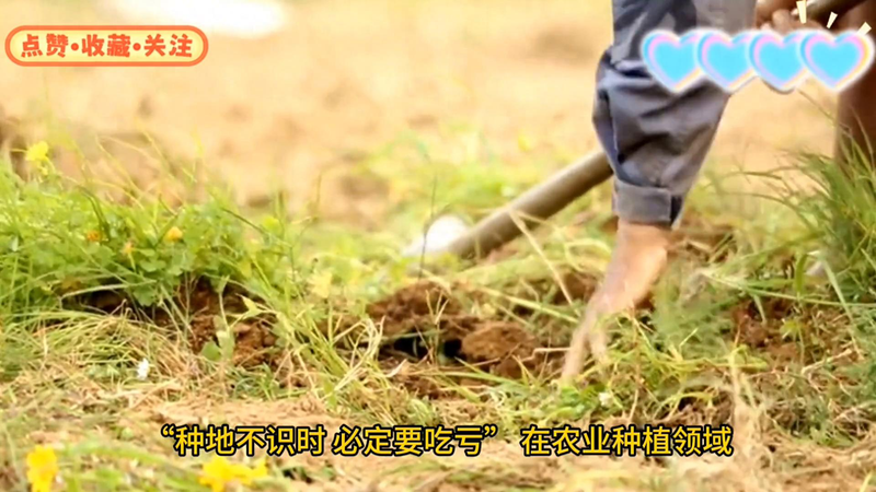 Early potato cultivation techniques