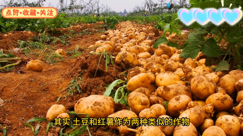 Early potato cultivation techniques