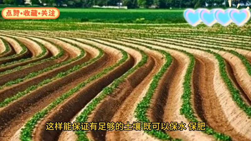 Early potato cultivation techniques