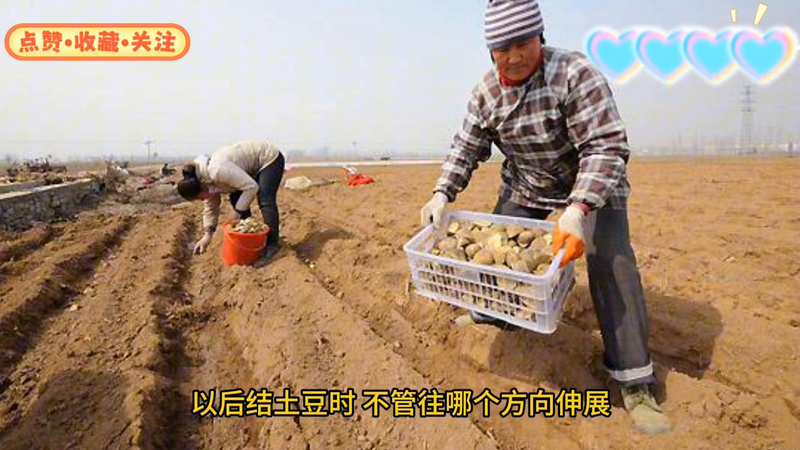 Early potato cultivation techniques