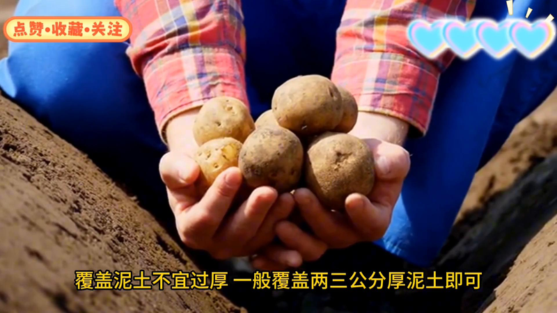 Early potato cultivation techniques