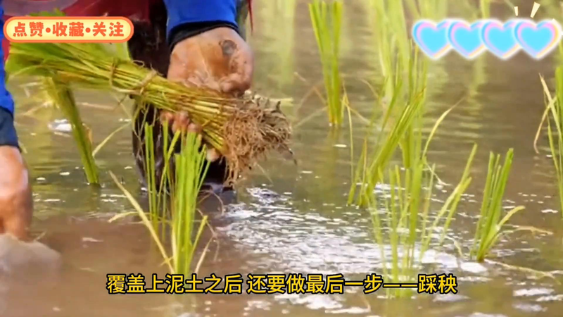 Early potato cultivation techniques