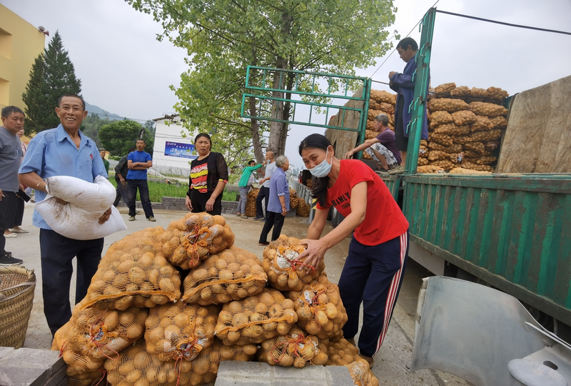 Potato farming techniques