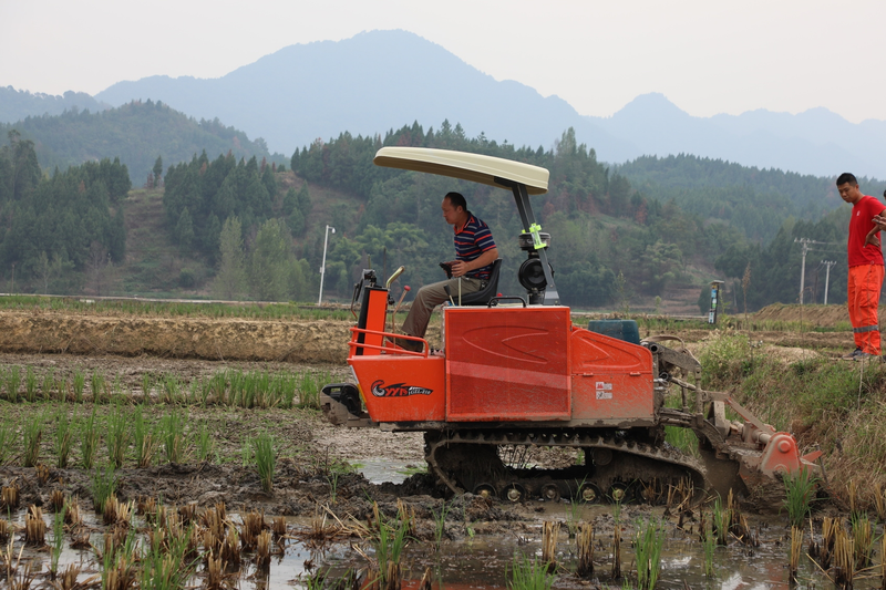 Potato farming techniques