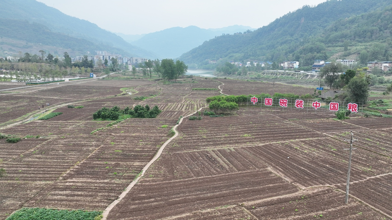 Potato farming techniques