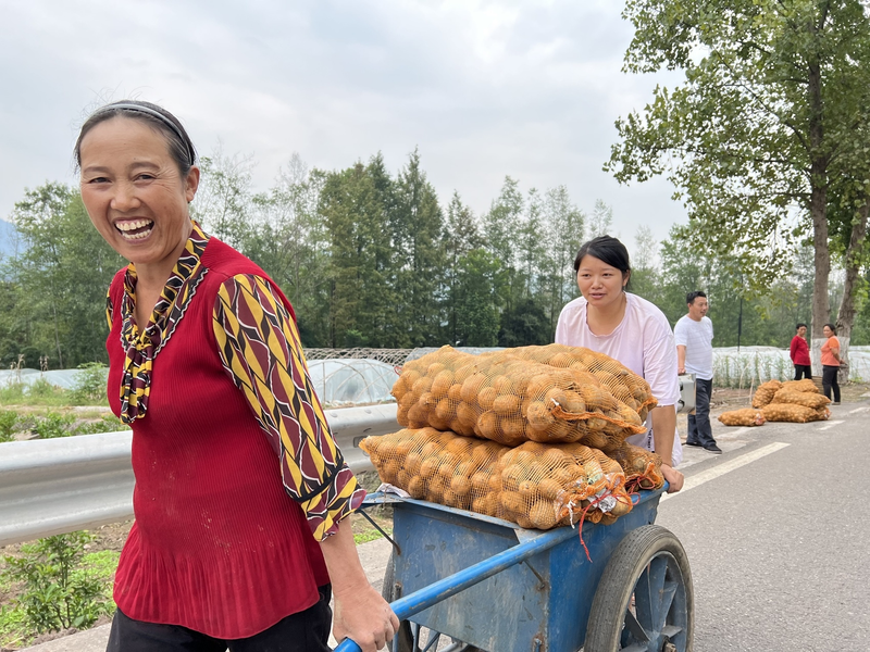 Potato farming techniques