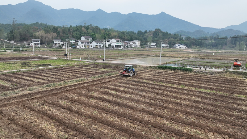 Potato farming techniques