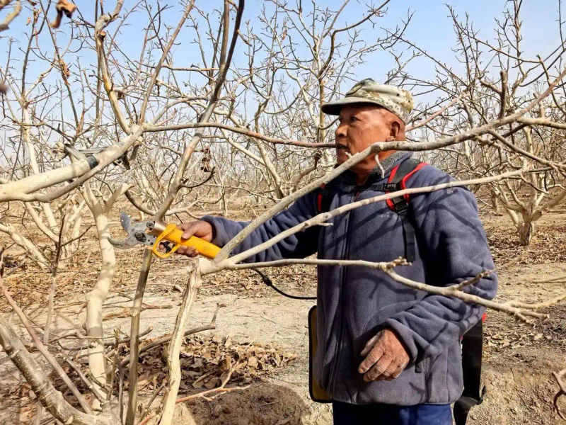 Picture of fruit tree cultivation