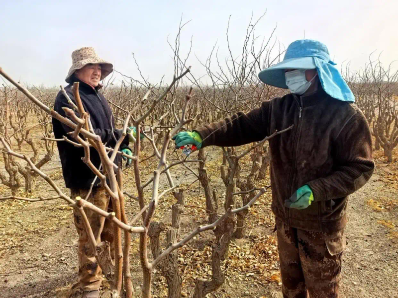 Picture of fruit tree cultivation